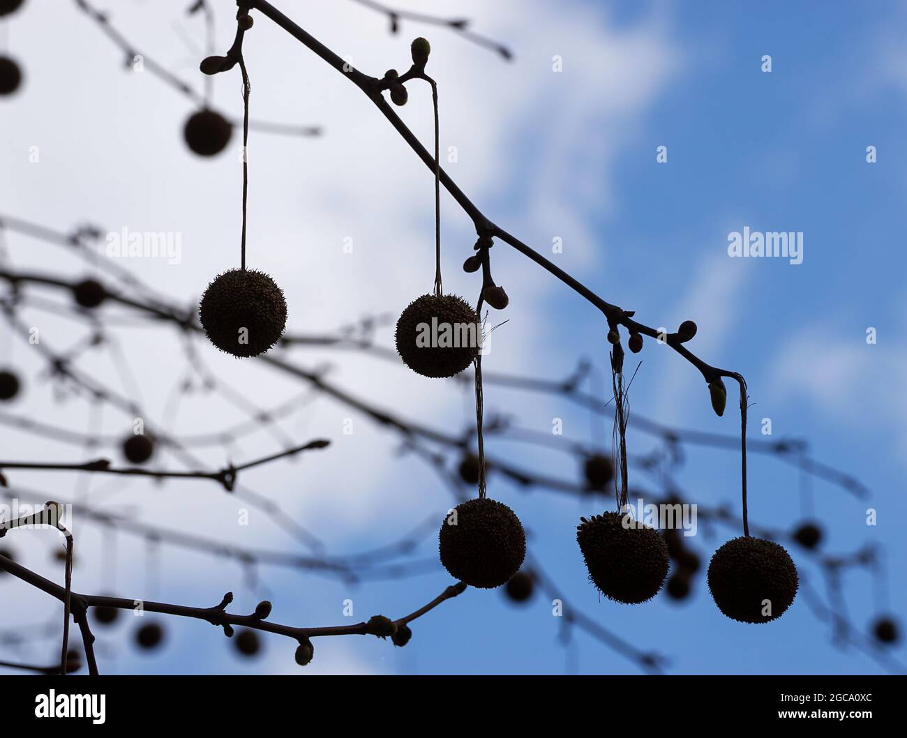 Bucharest, Romania - April 05, 2021: Plane tree fruits hang on the branches, in Bucharest. Stock Photo