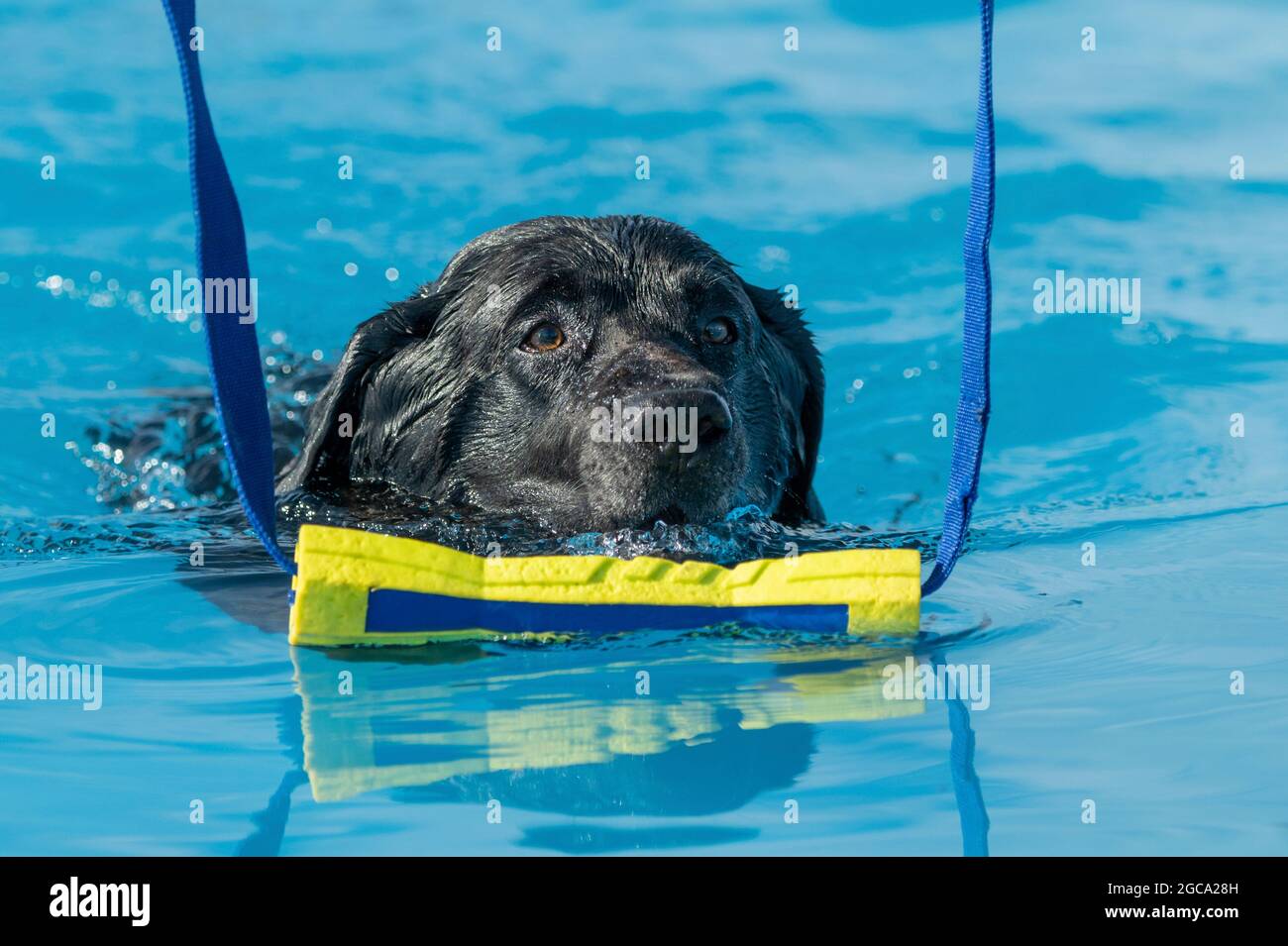 Black Labrador Retriever swimming in a pool about to grab a toy Stock Photo
