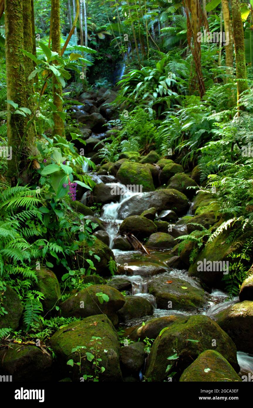 Alakahi Stream splashes and gurgles down a boulder crowded stream bed in the Hawaii Tropical Botanical Garden on the Big Island of Hawaii. Stock Photo