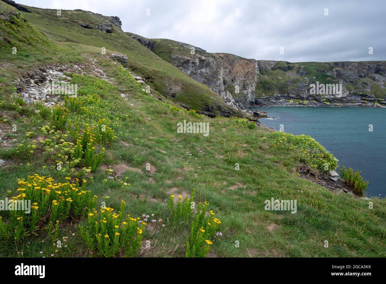 Swathes of rock samphire, Crithmum maritimum, mixed with golden samphire, Limbarda crithmoides, growing naturally on cliffs in North Cornwall. Stock Photo