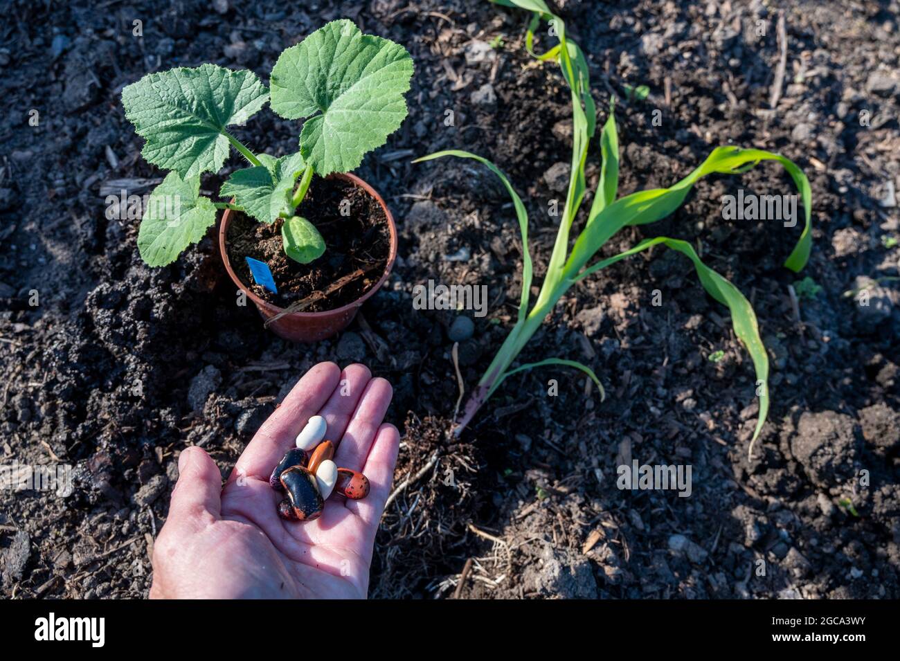How to plant the "Three sisters" method with runner beans, sweet corn
