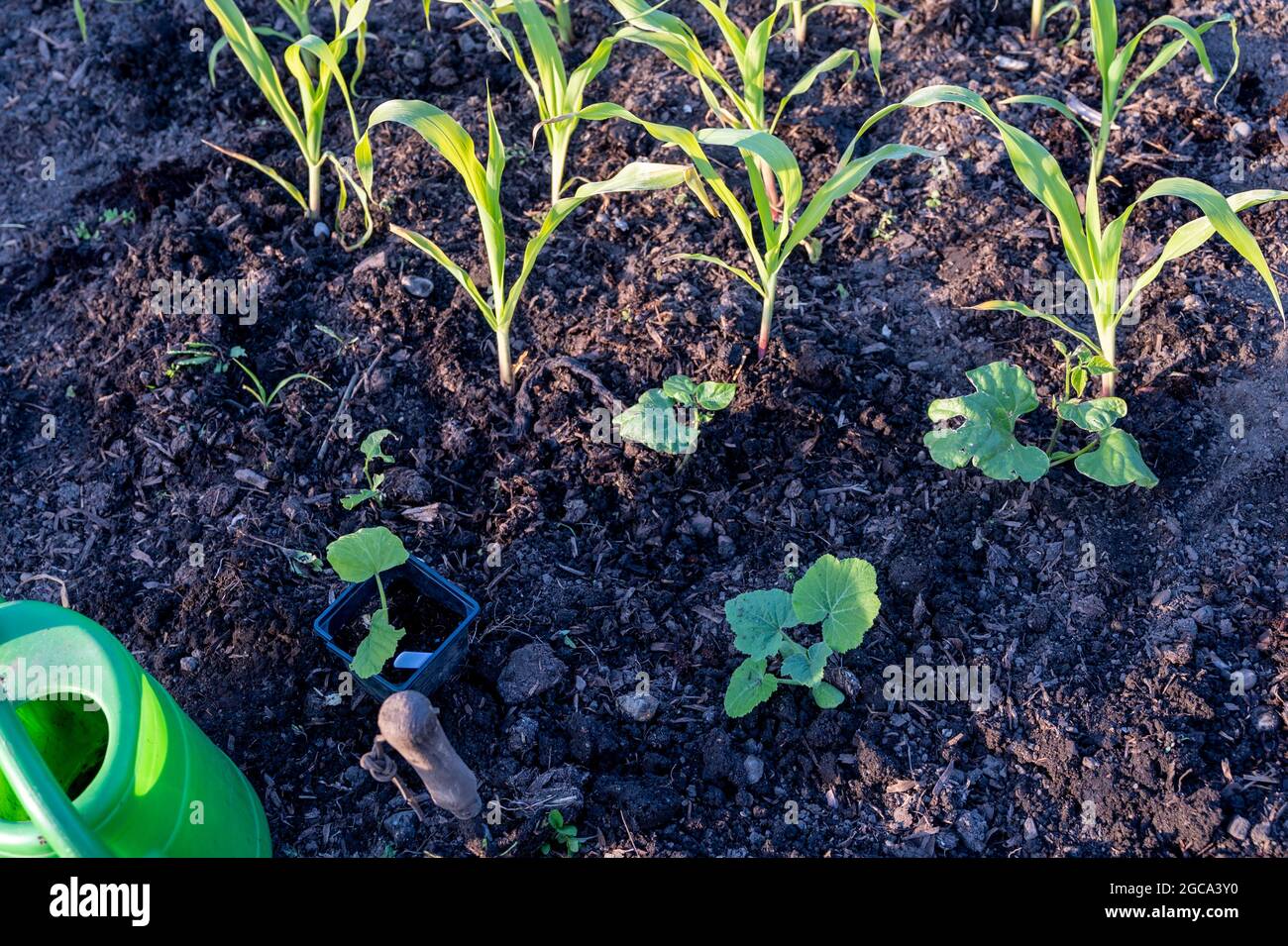 How to plant the "Three sisters" method with runner beans, sweet corn