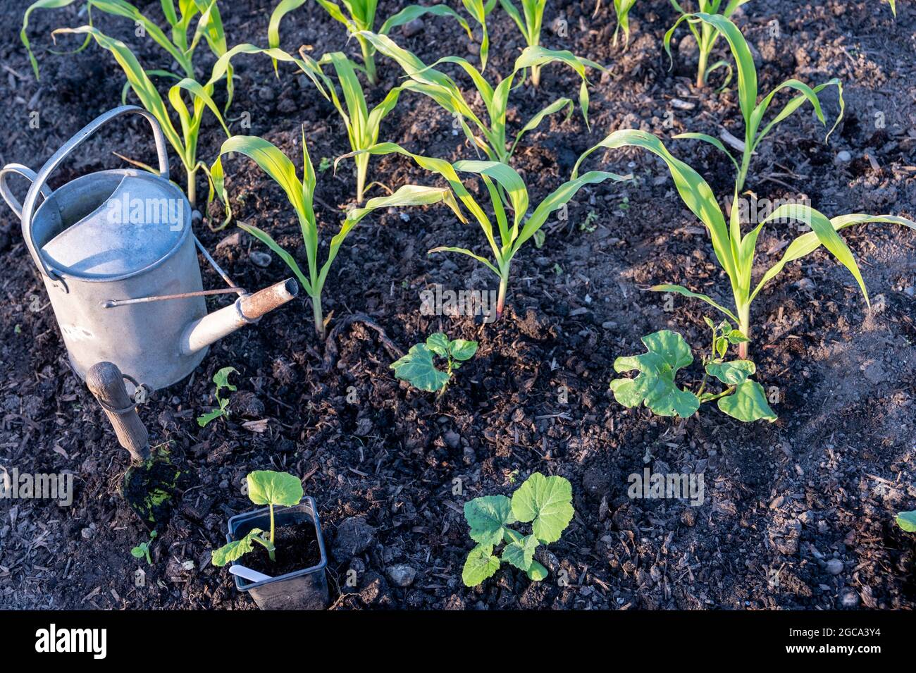 How to plant the "Three sisters" method with runner beans, sweet corn