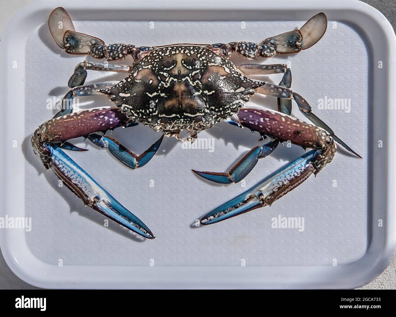 Tasty freshly caught Blue Swimmer Crab delicasy on a tray, Portunus armatus, also known as Sand, Flower and Blue Crab, ready for the cooking pot. Gosf Stock Photo