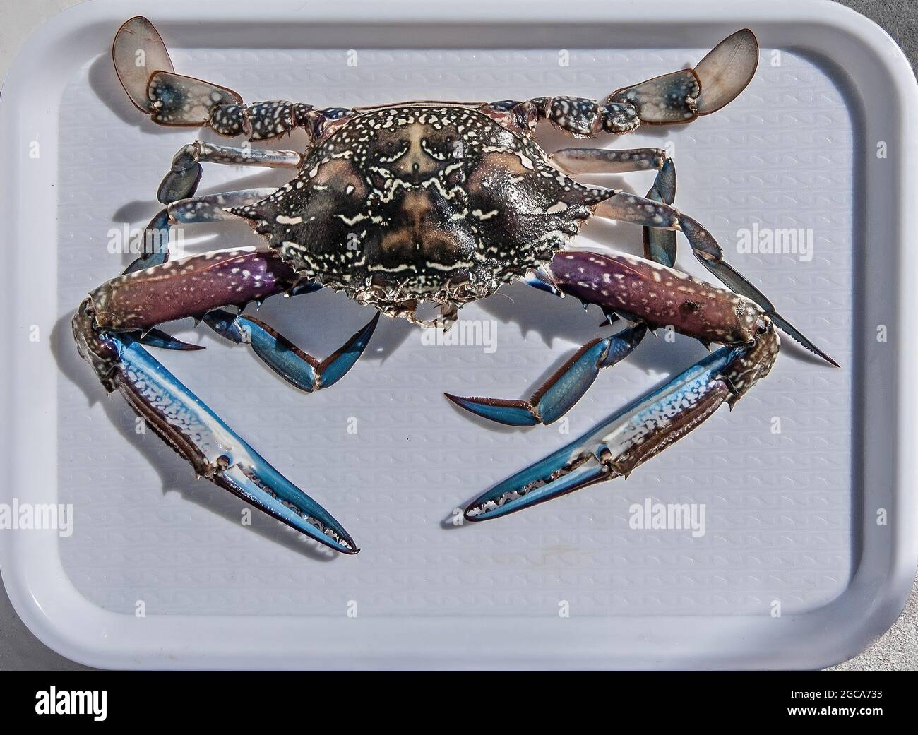 Tasty freshly caught Blue Swimmer Crab delicasy on a tray, Portunus
