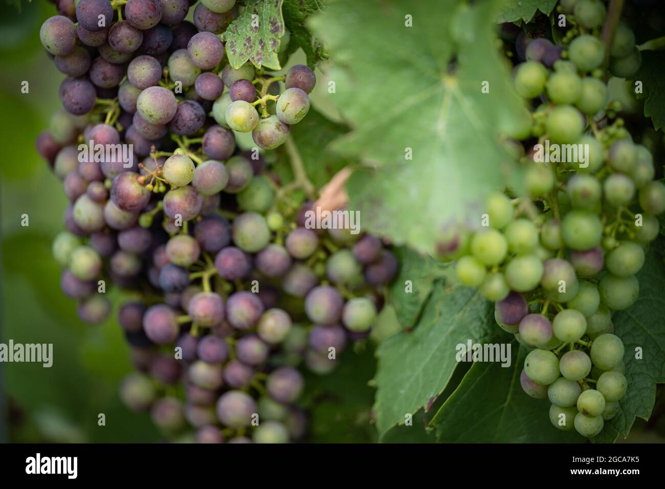 Natur, Deutschland, Rheinland-Pfalz, Hochstadt, Weinberg, August 07. rote und grüne Wein Trauben hängen an einer Weinrebe auf einem pfälzischen Winger Stock Photo