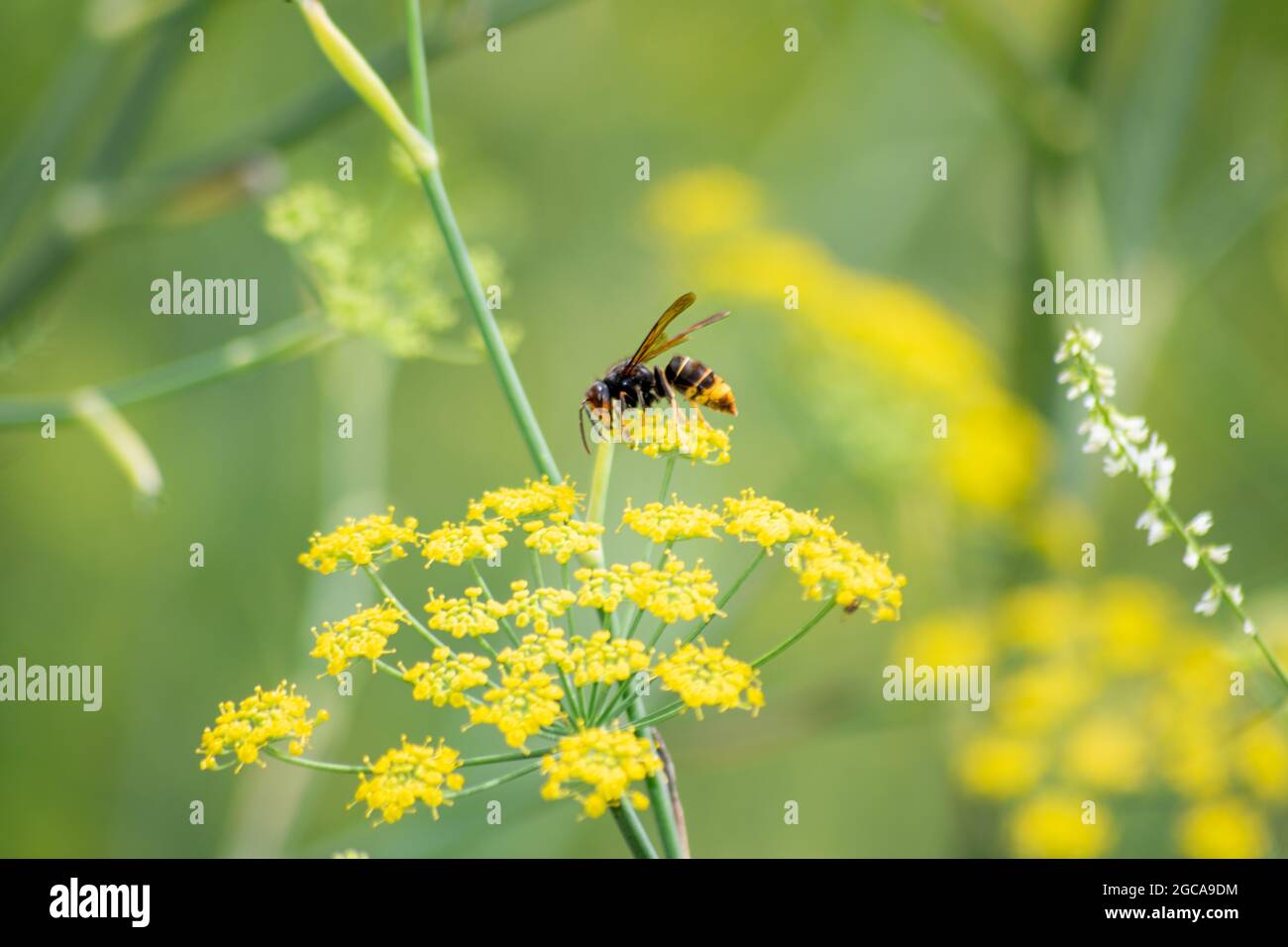 The Asian hornet on fennel also known as the yellow-legged hornet or Asian predatory wasp, is a species of hornet indigenous to Southeast Asia. Stock Photo