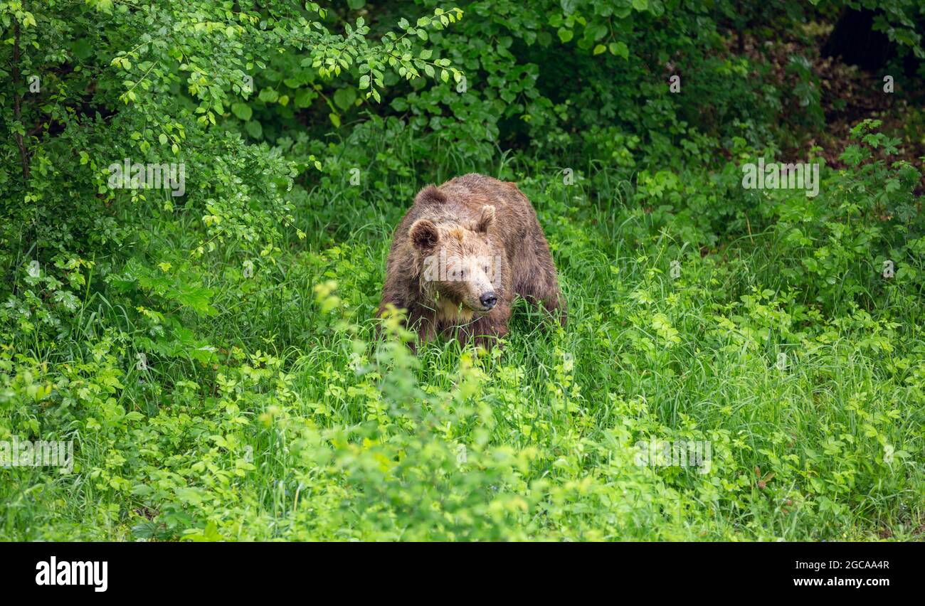 Brown bear in the forest Stock Photo - Alamy
