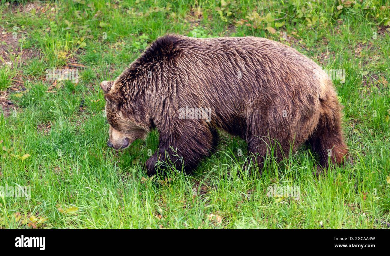 Brown bear in the forest Stock Photo - Alamy