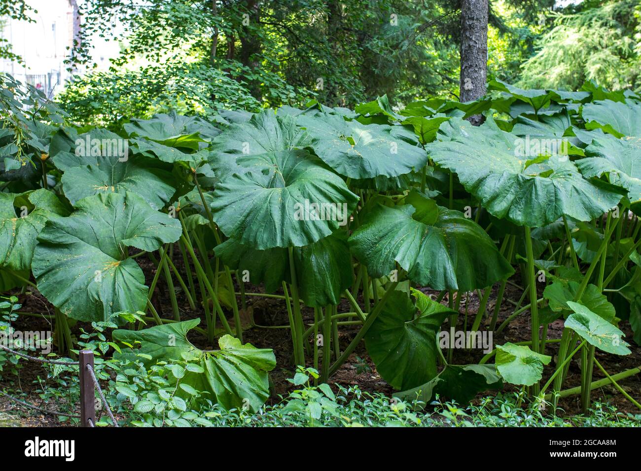 Petasites is a genus of flowering plants in the sunflower family, Asteraceae, that are commonly referred to as butterburs and coltsfoots. leaves Stock Photo