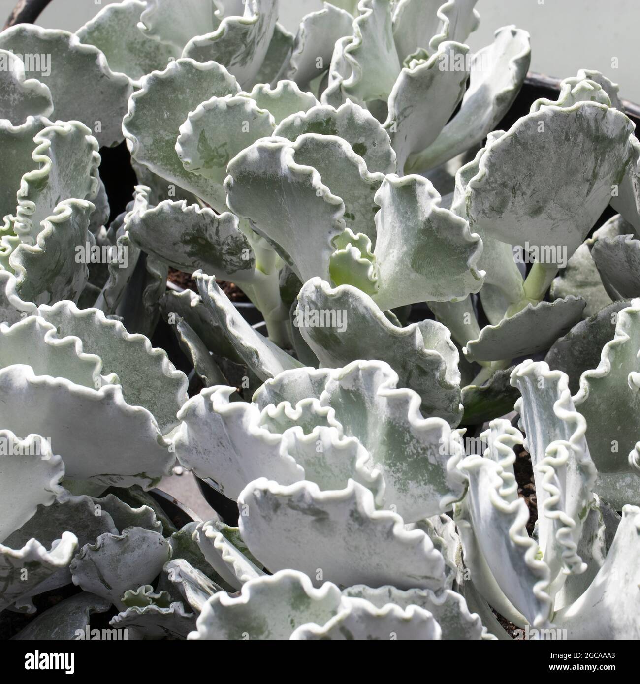 Cotyledon undulata, also known as a silver crown or silver ruffles