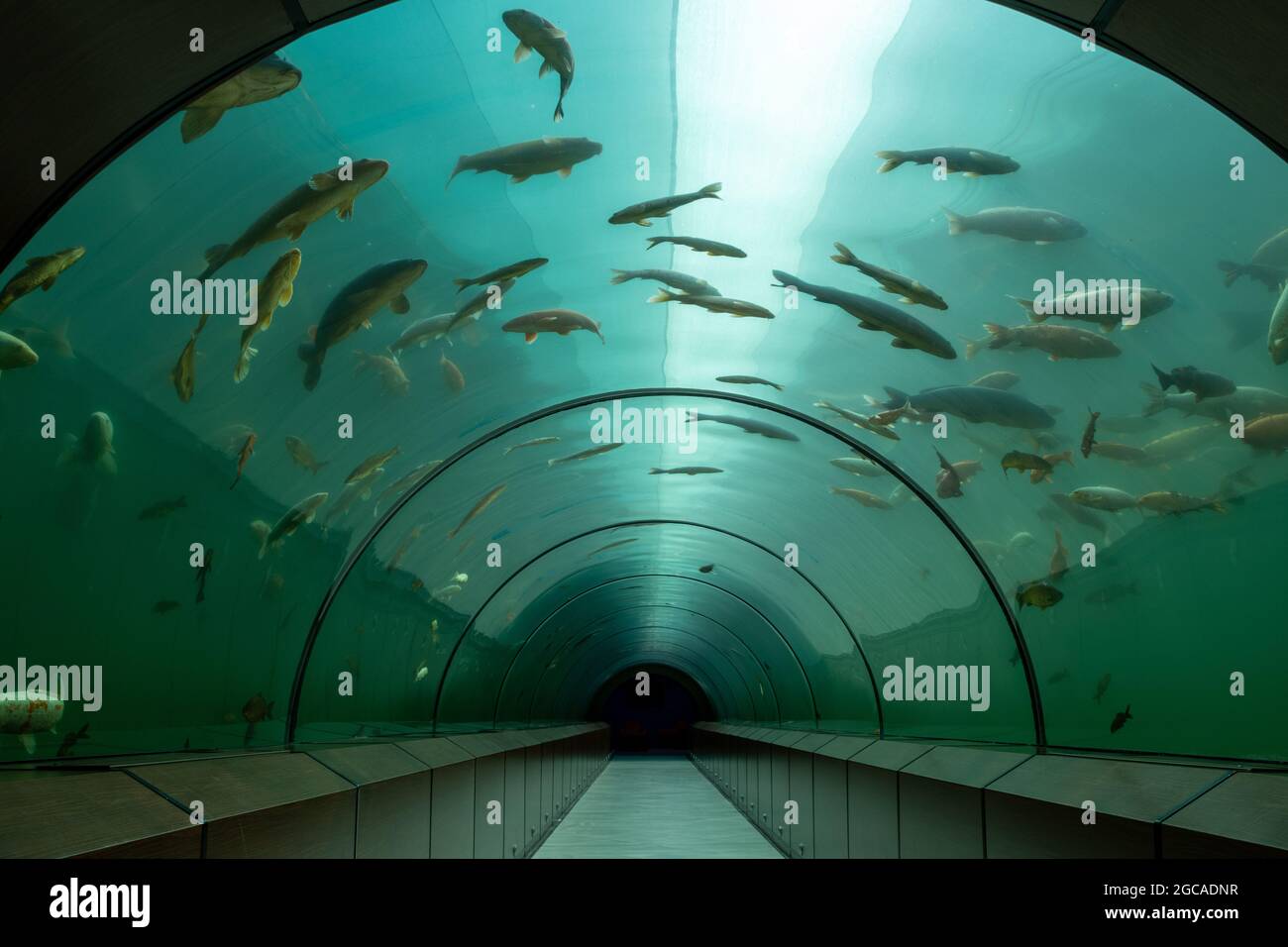 Touristic underwater fish aquarium tunnel. No people Stock Photo