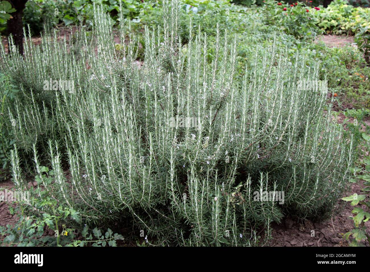 Rosemary bush big hires stock photography and images Alamy
