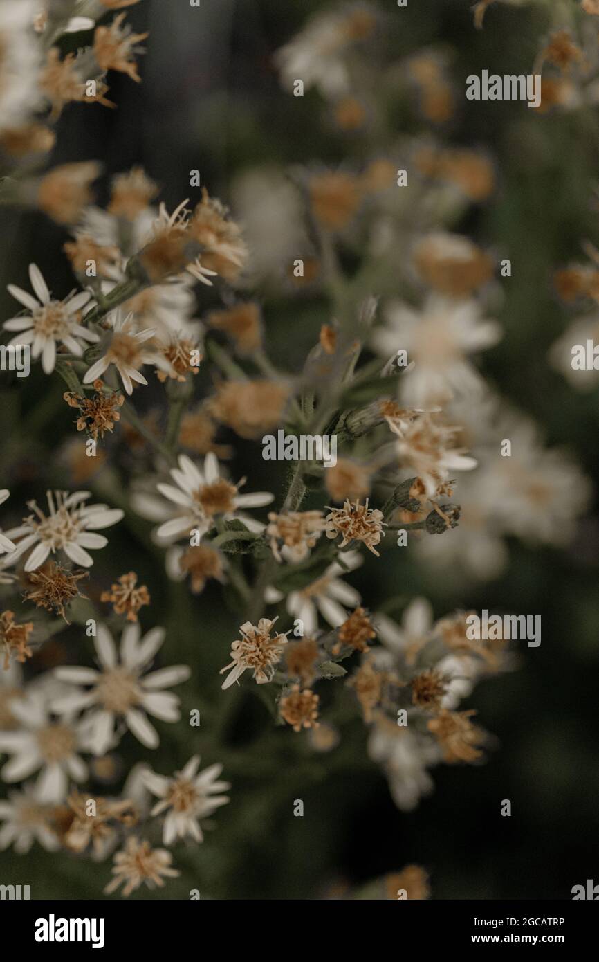 A vertical shot of drying calico aster flowers in a field with a blurry background Stock Photo