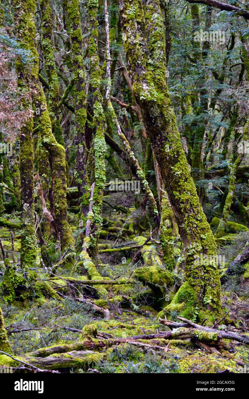Portrait view of old growth green verdant forest at Cradle Mountain in Tasmania with thick wilderness and mossy, lichen covered tree trunks Stock Photo