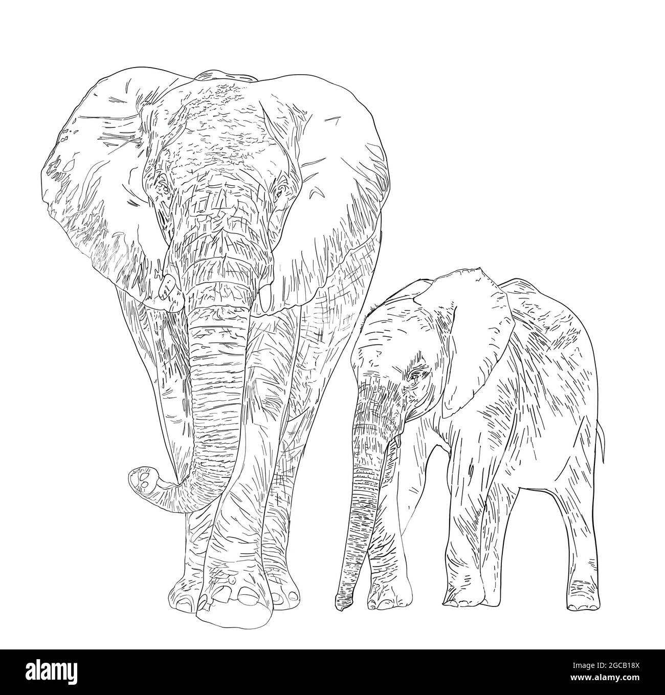 Digital black and white illustration drawing sketch family of elephants - mom and son on white isolated background. High quality illustration Stock Photo