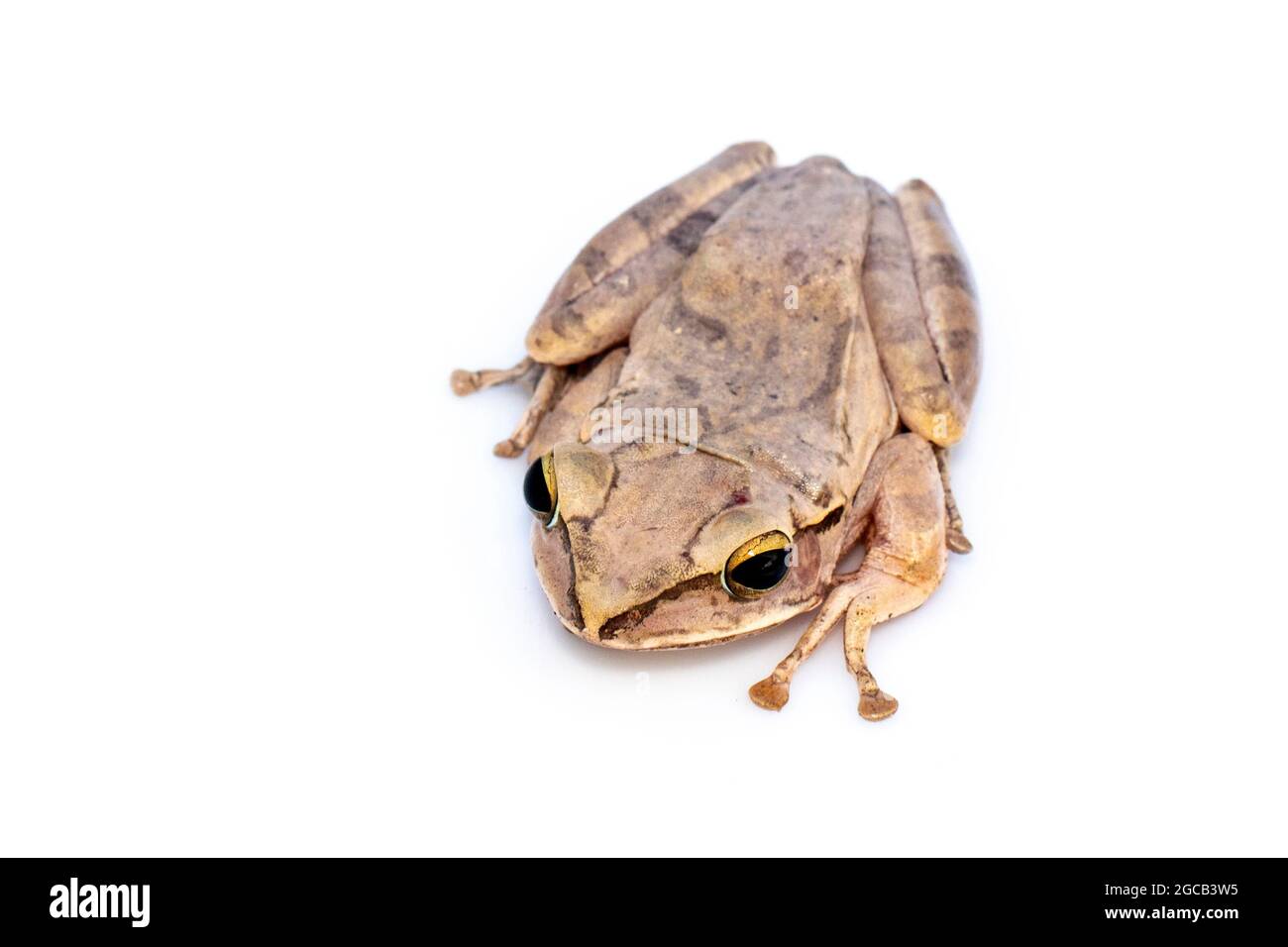 Image of Common tree frog, four-lined tree frog, golden tree frog, (Polypedates leucomystax) on white background. Animal. Amphibians. Stock Photo