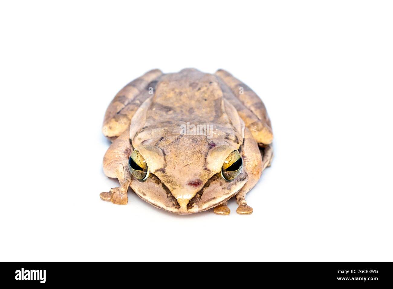 Image of Common tree frog, four-lined tree frog, golden tree frog, (Polypedates leucomystax) on white background. Animal. Amphibians. Stock Photo