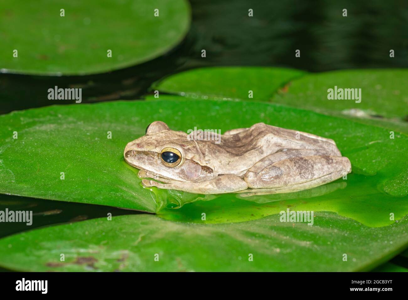 Image of Common tree frog, four-lined tree frog, golden tree frog ...