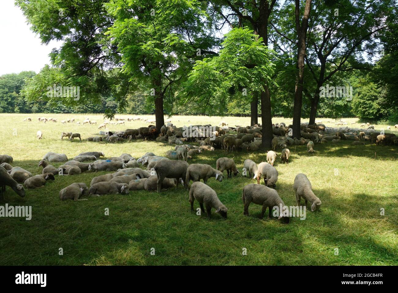 A flock of sheep grazing on the pasture field Stock Photo - Alamy