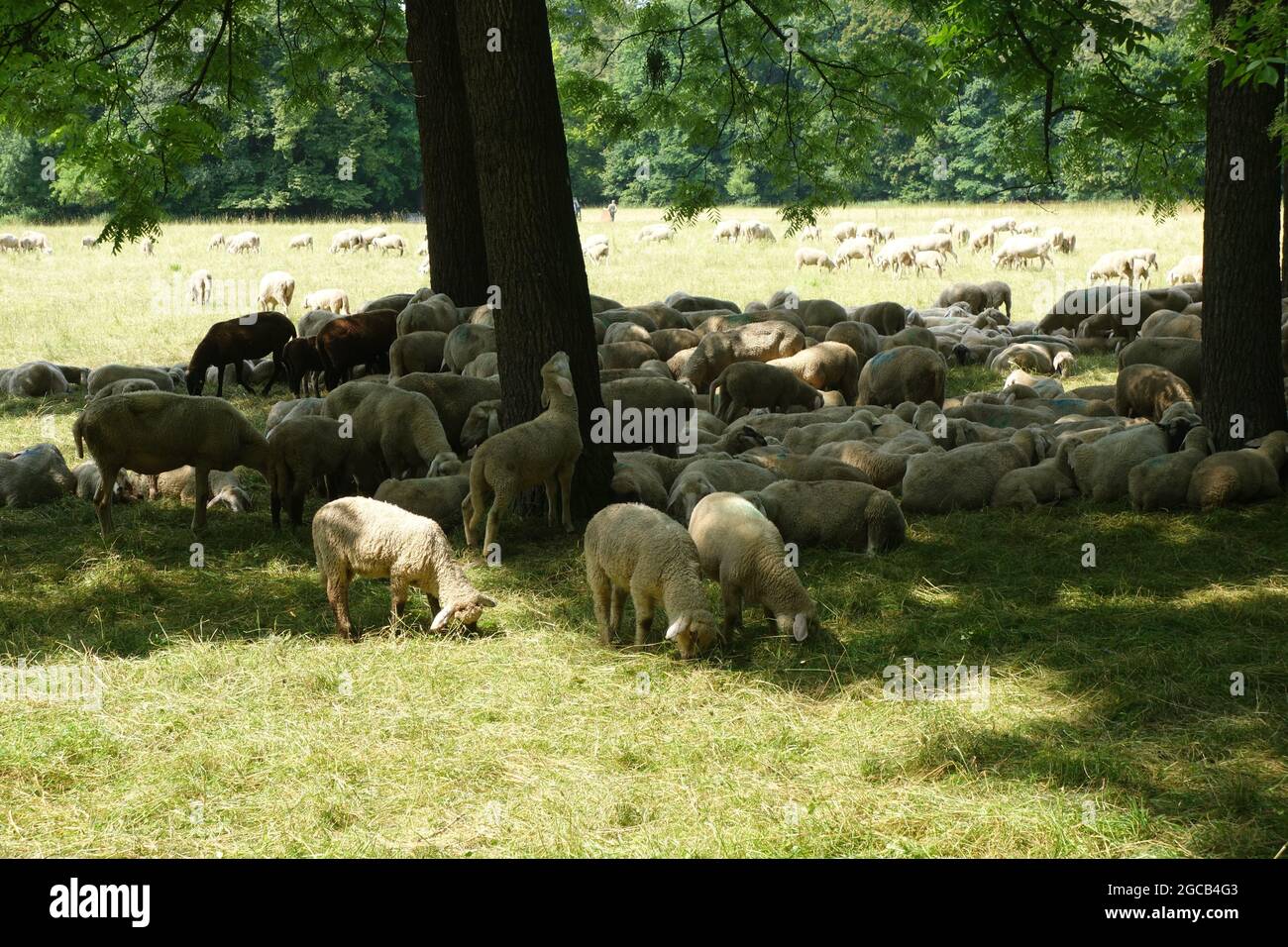 A flock of sheep grazing on the pasture field Stock Photo - Alamy