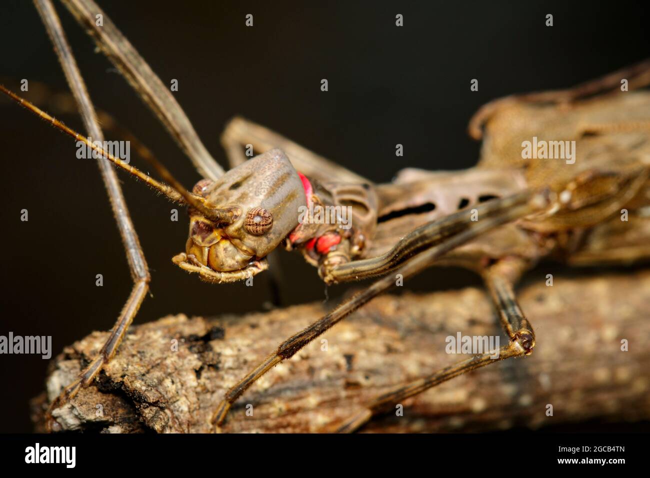 Image of a siam giant stick insect and stick insect baby on dry branches. Insect Animal. Stock Photo