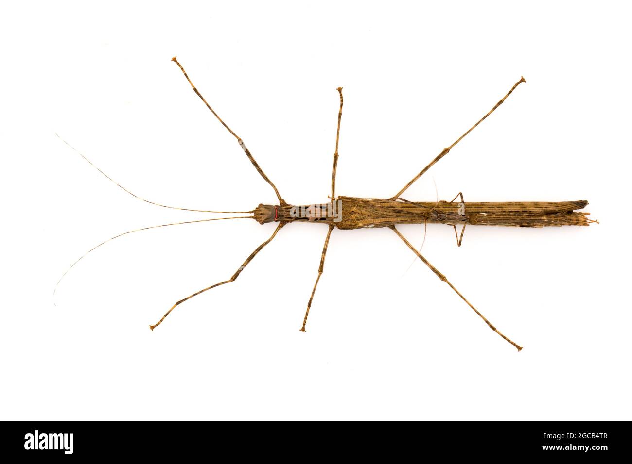 Image of a siam giant stick insect and stick insect baby on white background. Insect Animal. Stock Photo