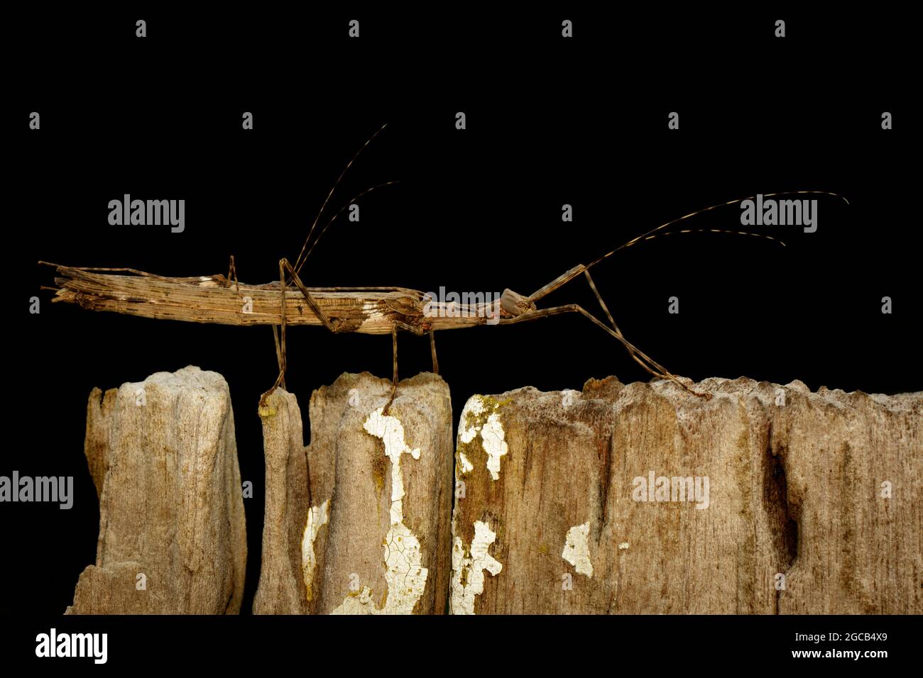 Image of a siam giant stick insect and stick insect baby on dried stump. Insect Animal. Stock Photo