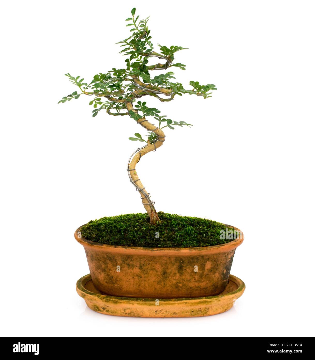 Image of mini bonsai in the pot tree on a white background. They were arranged from seedling of Carmona retusa and Feroniella lucida. Stock Photo
