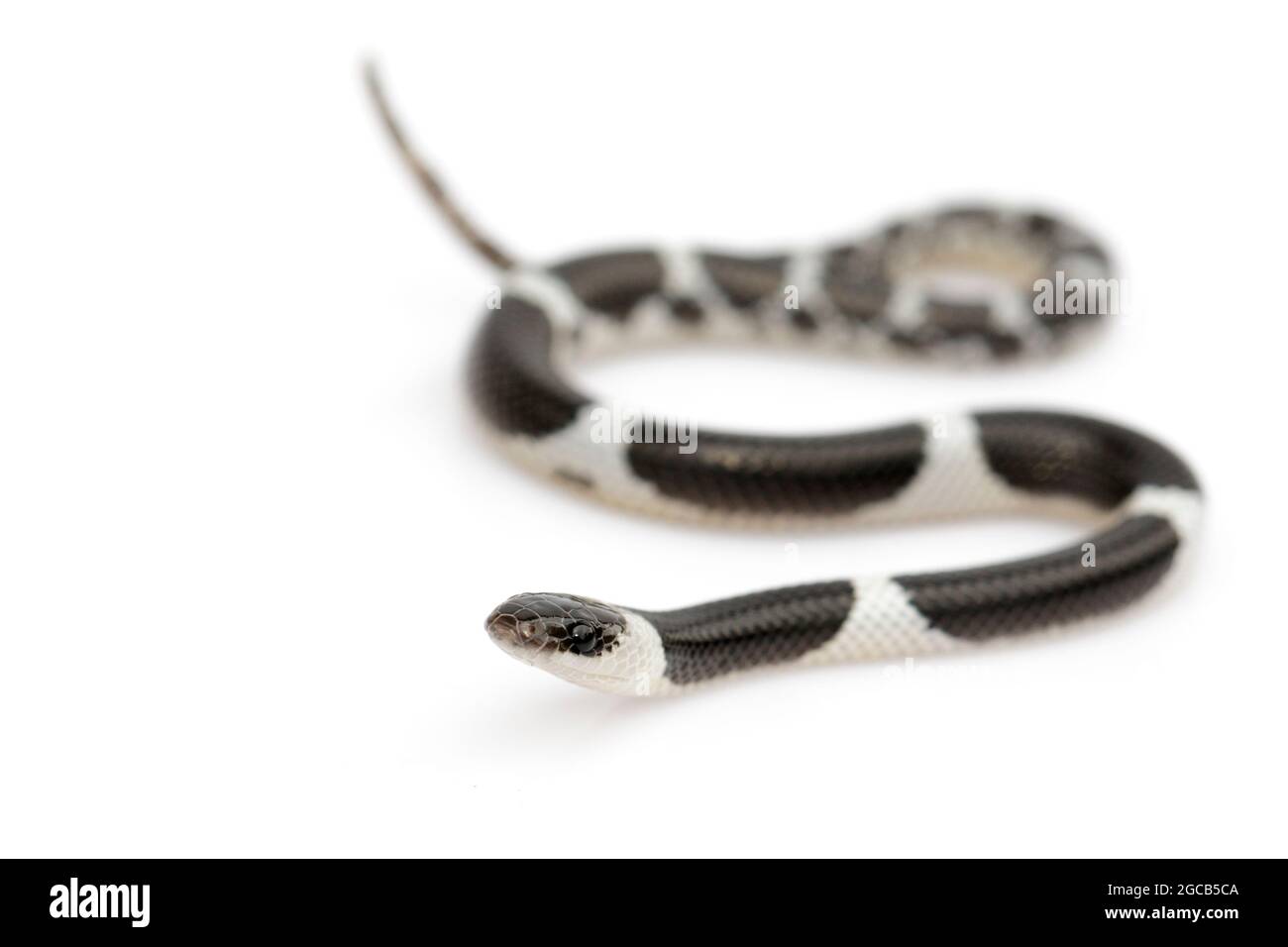 Image of little snake (Lycodon laoensis) on white background., Reptile,. Animals Stock Photo
