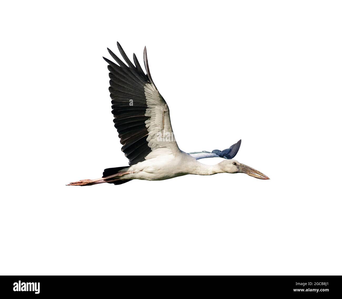 Image of Asian Openbill stock flying on white background. Bird. Animal. Stock Photo