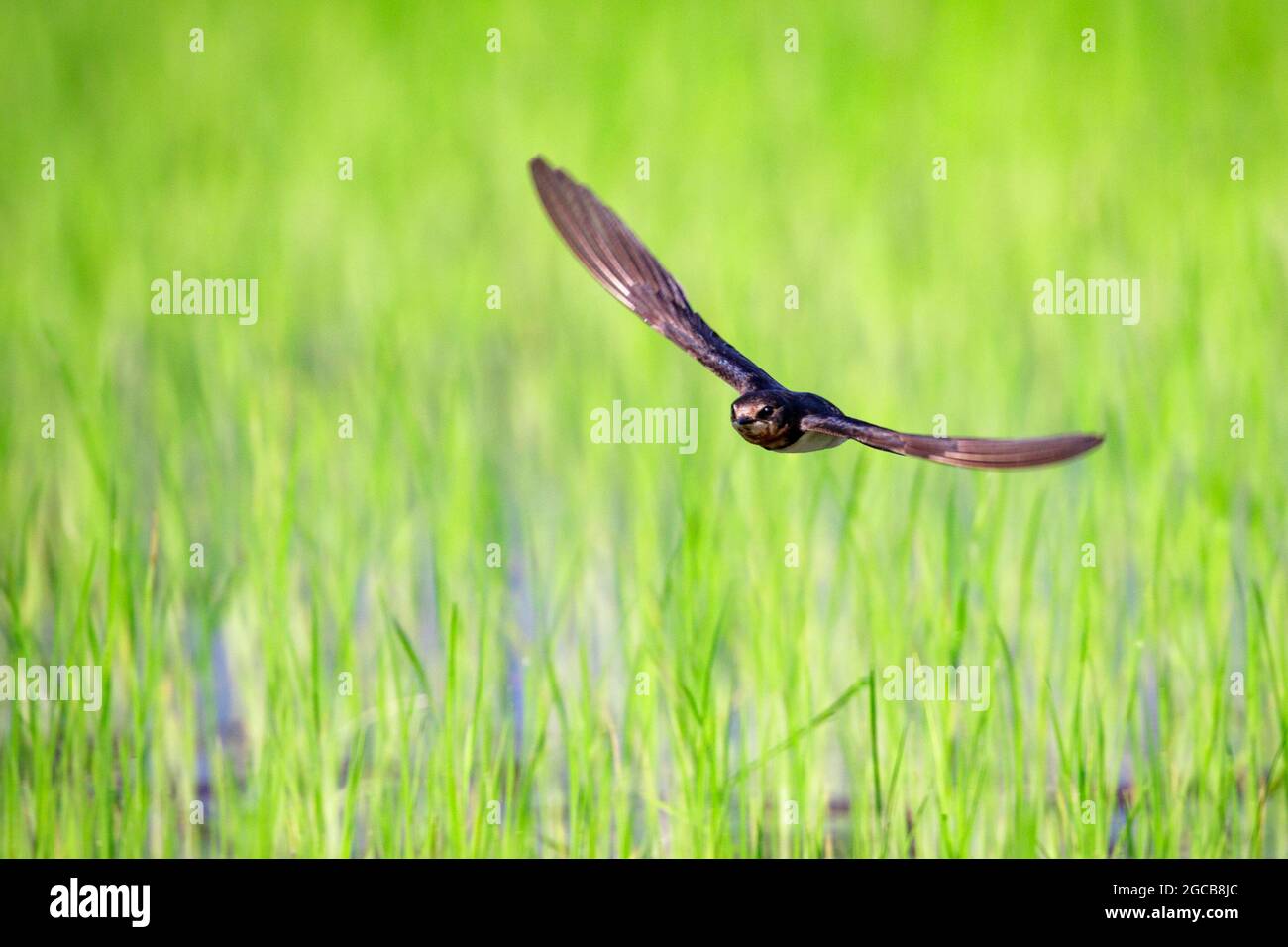 Image of barn swallow flying in the middle of a field on a natural background. Bird. Animal. Stock Photo