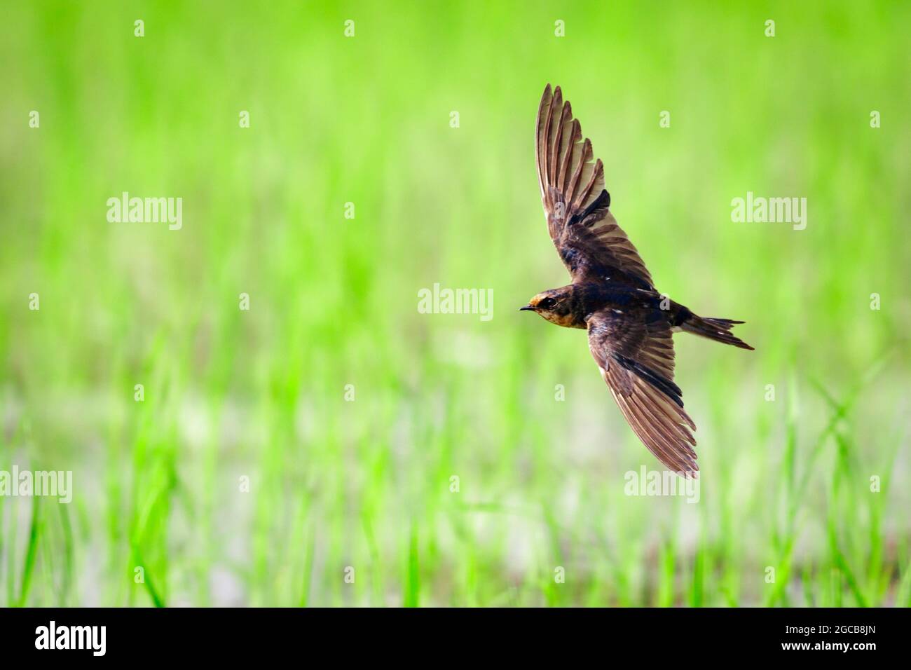 Image of barn swallow flying in the middle of a field on a natural background. Bird. Animal. Stock Photo