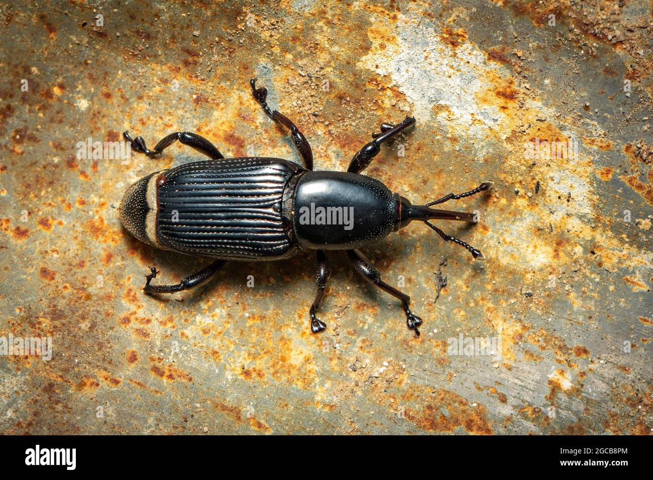 Sortidus Cosmopolites Sordidus