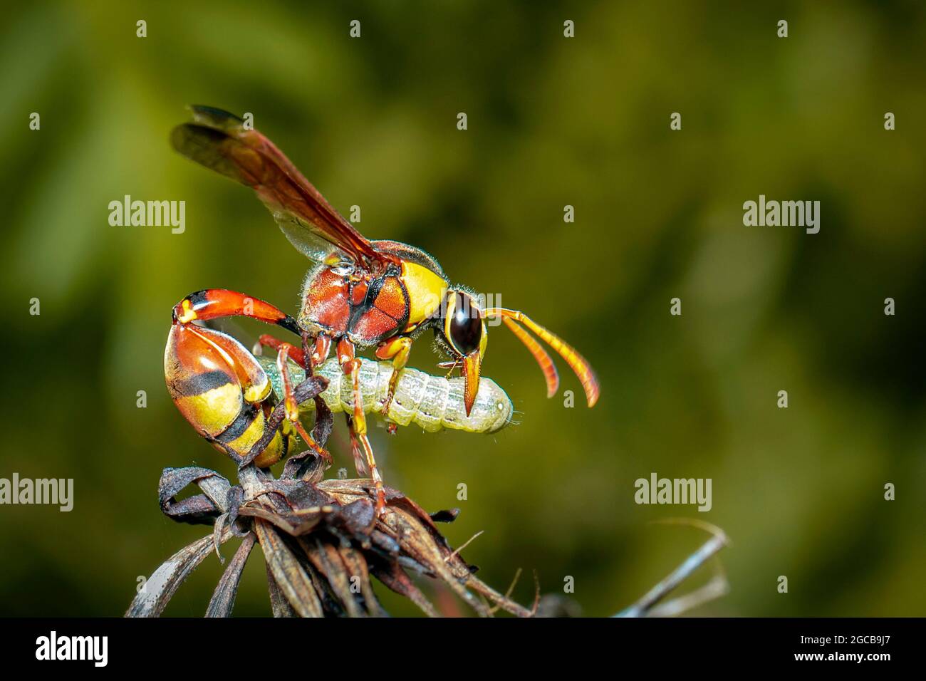 Image of paper wasp was eating the worm victim. on a natural background