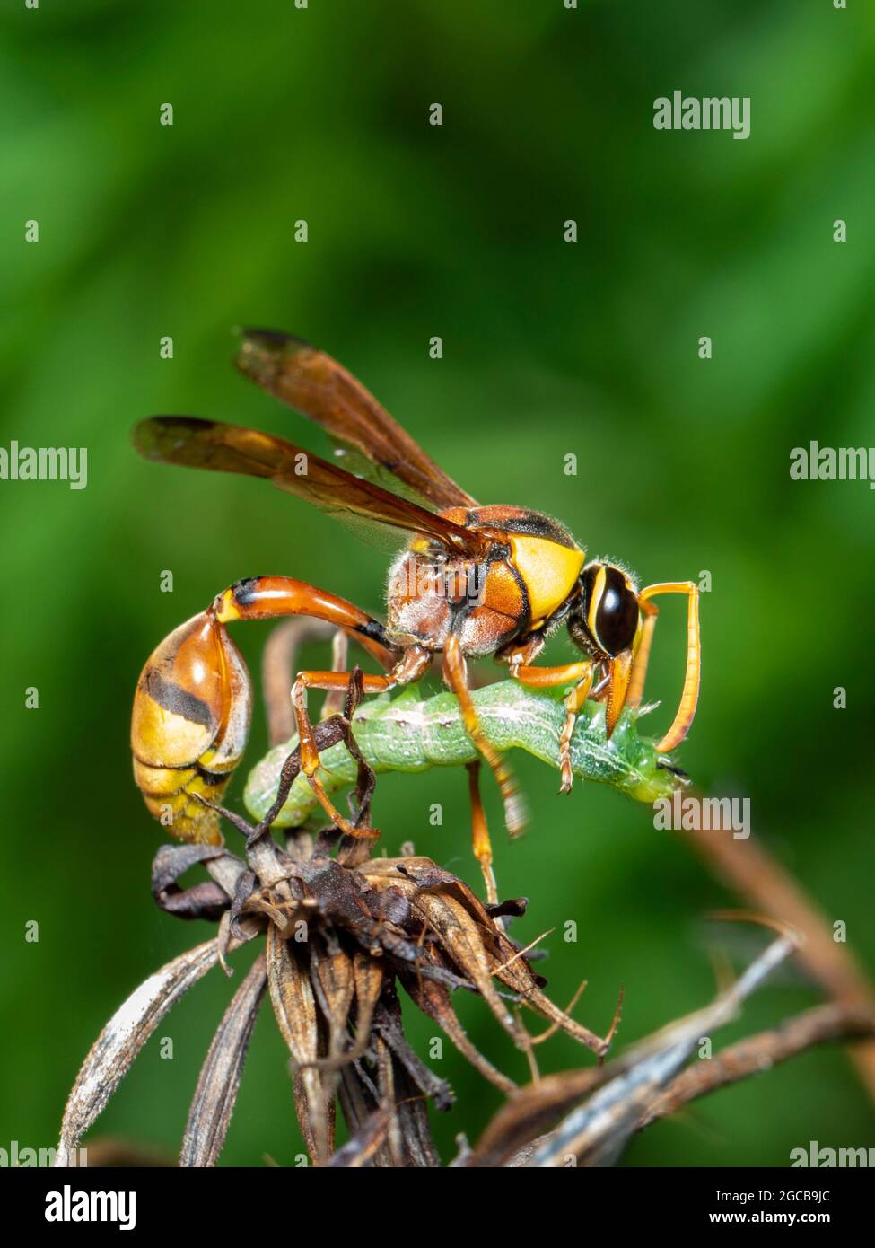 Image of paper wasp was eating the worm victim. on a natural background