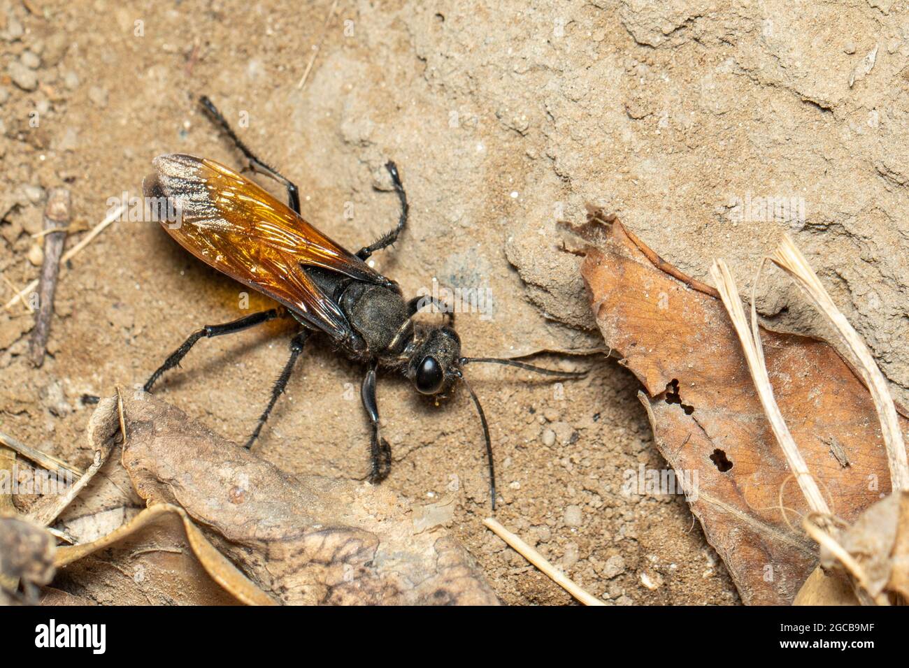 Image of sand digger wasp on the ground background., Insect. Animal. Stock Photo