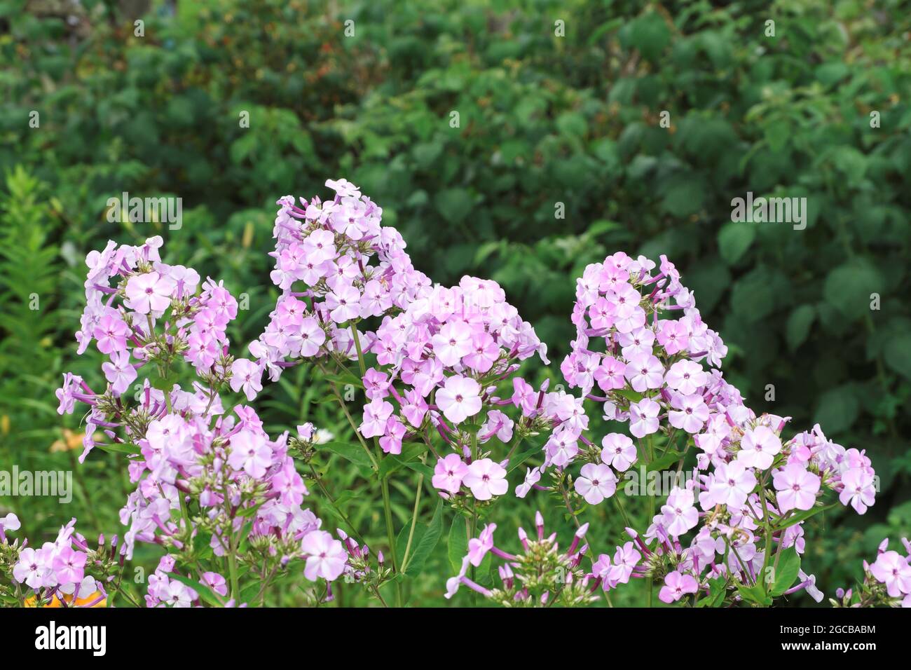 Phlox paniculata. Gorgeous bright pink and purple flower buds on a background of green grass. Selective focus. Stock Photo