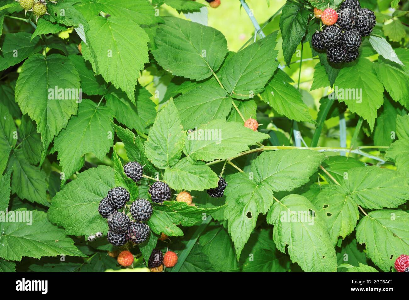 A bunch of ripe, juicy blackberries on a bush among green leaves. Selective focus. Stock Photo
