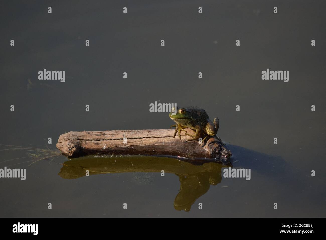 American Bullfrog sitting on branch in Pond Stock Photo