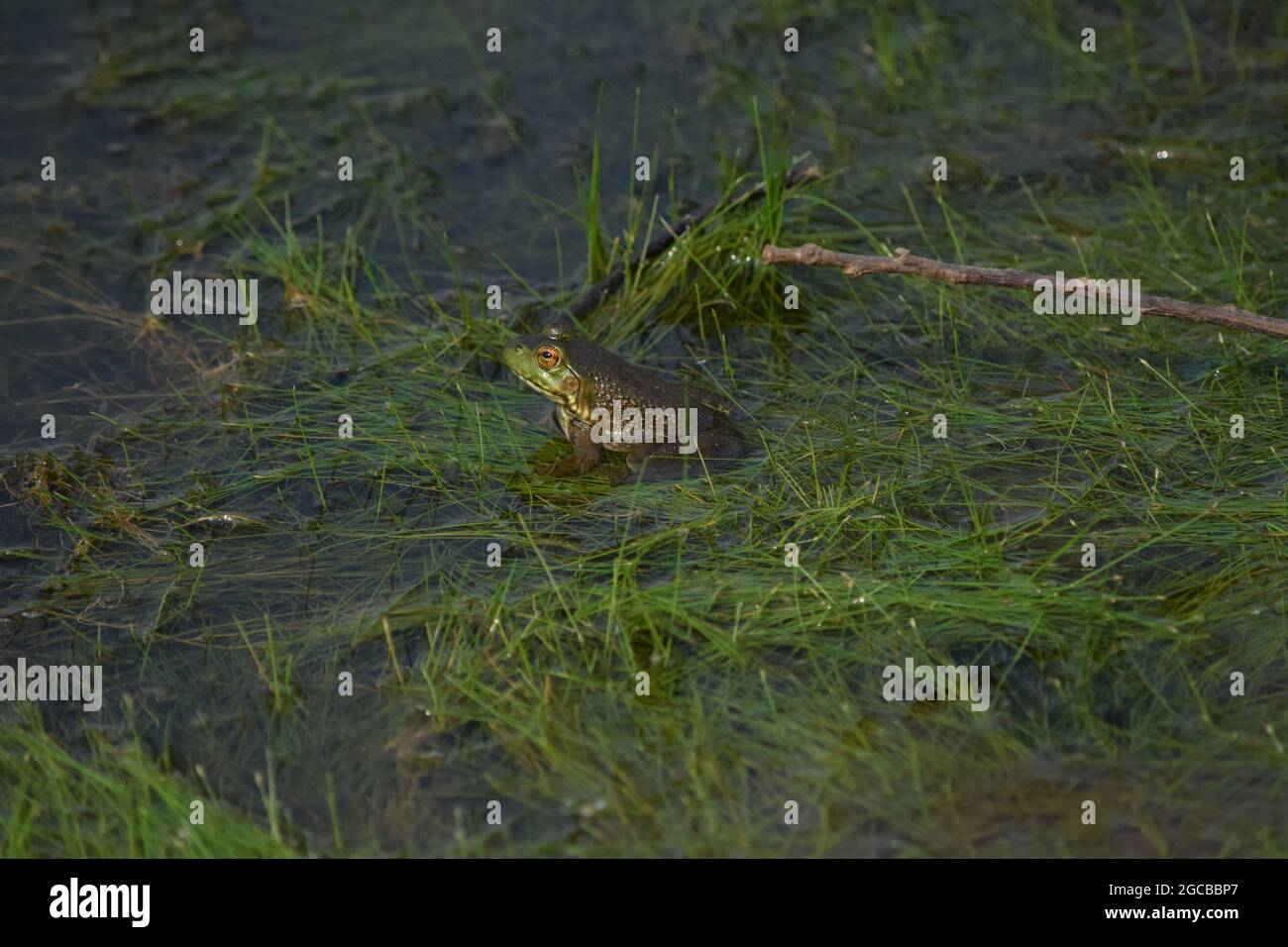 American Bullfrog in Pond Stock Photo
