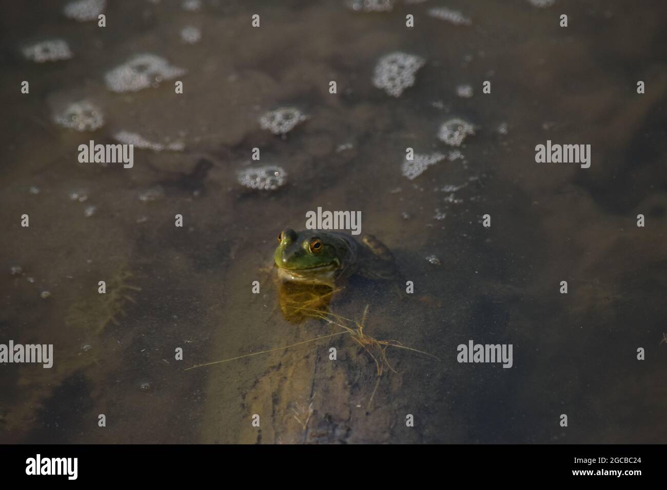 American Bullfrog sitting on log in Pond Stock Photo