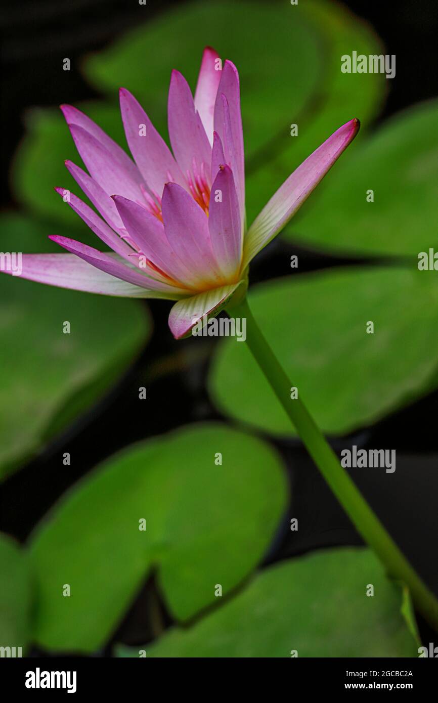 Beautiful Lily flower in the garden, Pune, Maharashtra, India Stock