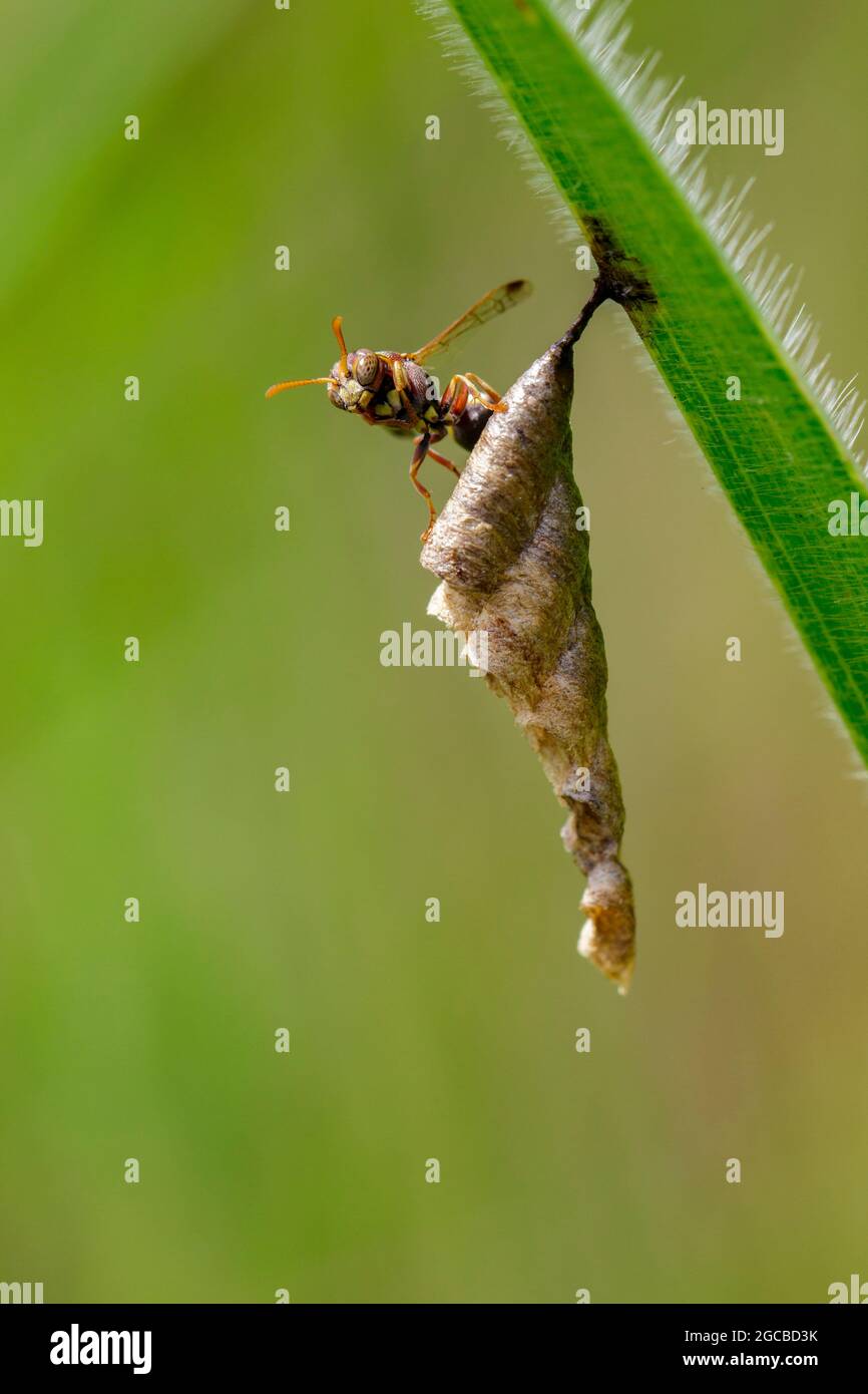Image of Common Paper Wasp (Ropalidia fasciata) and wasp nest on nature background. Insect. Animal Stock Photo