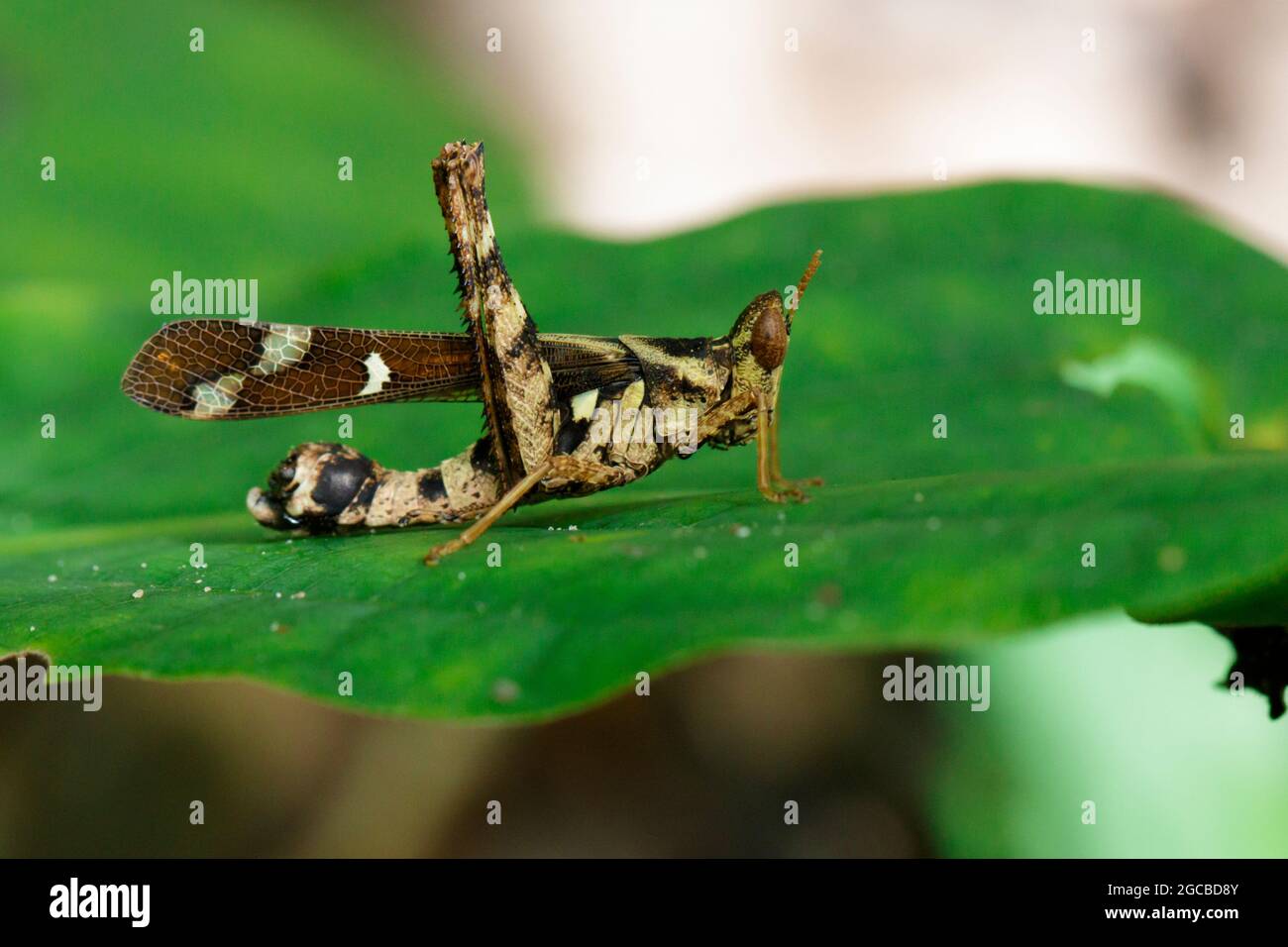 Image of Conjoined Spot Monkey-grasshopper (female), Erianthus serratus on green leaves. Insect Animal Stock Photo
