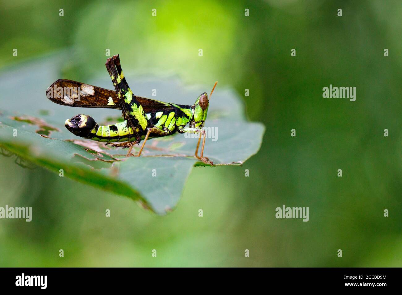 Image of Conjoined Spot Monkey-grasshopper (male), Erianthus serratus on green leaves. Insect Animal Stock Photo