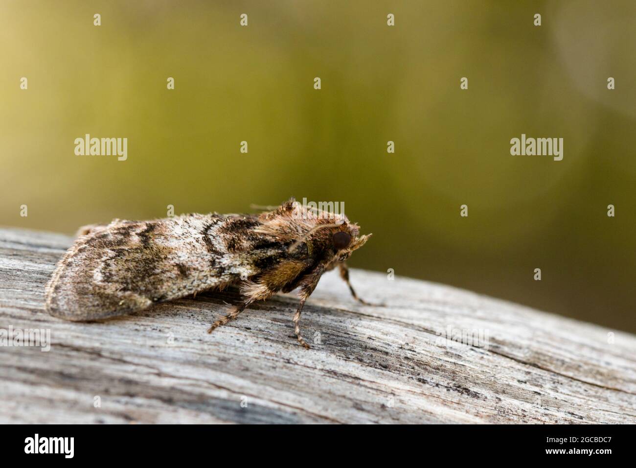 Image of Brown Moth (Nannoarctia tripartita) on tree. Insect. Animal. Stock Photo