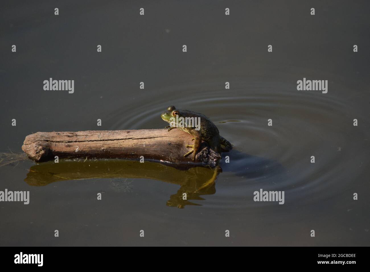 American Bullfrog sitting on branch in Pond Stock Photo