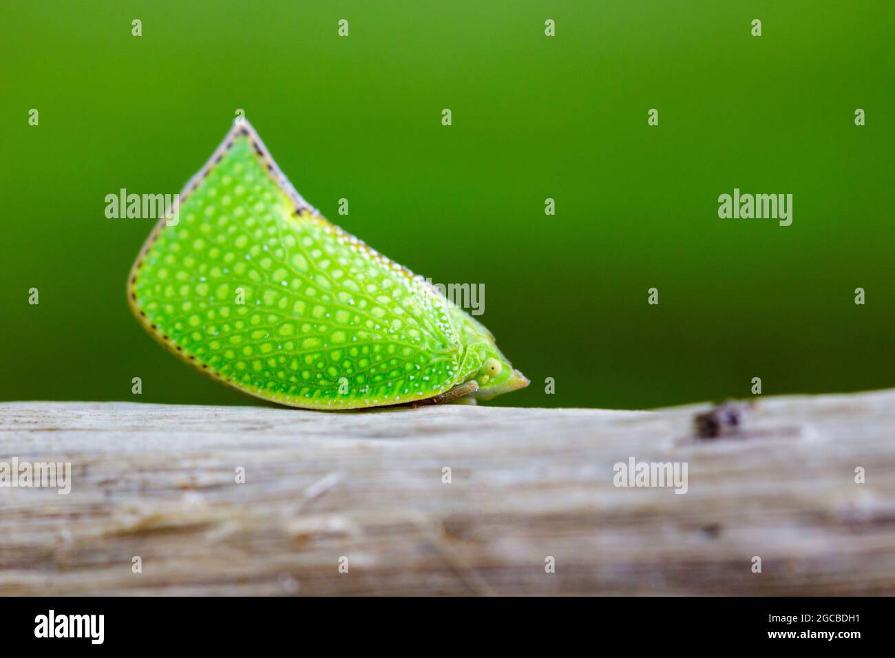Image of Green Planthopper (Siphanta acuta) on nature background. Animal Stock Photo