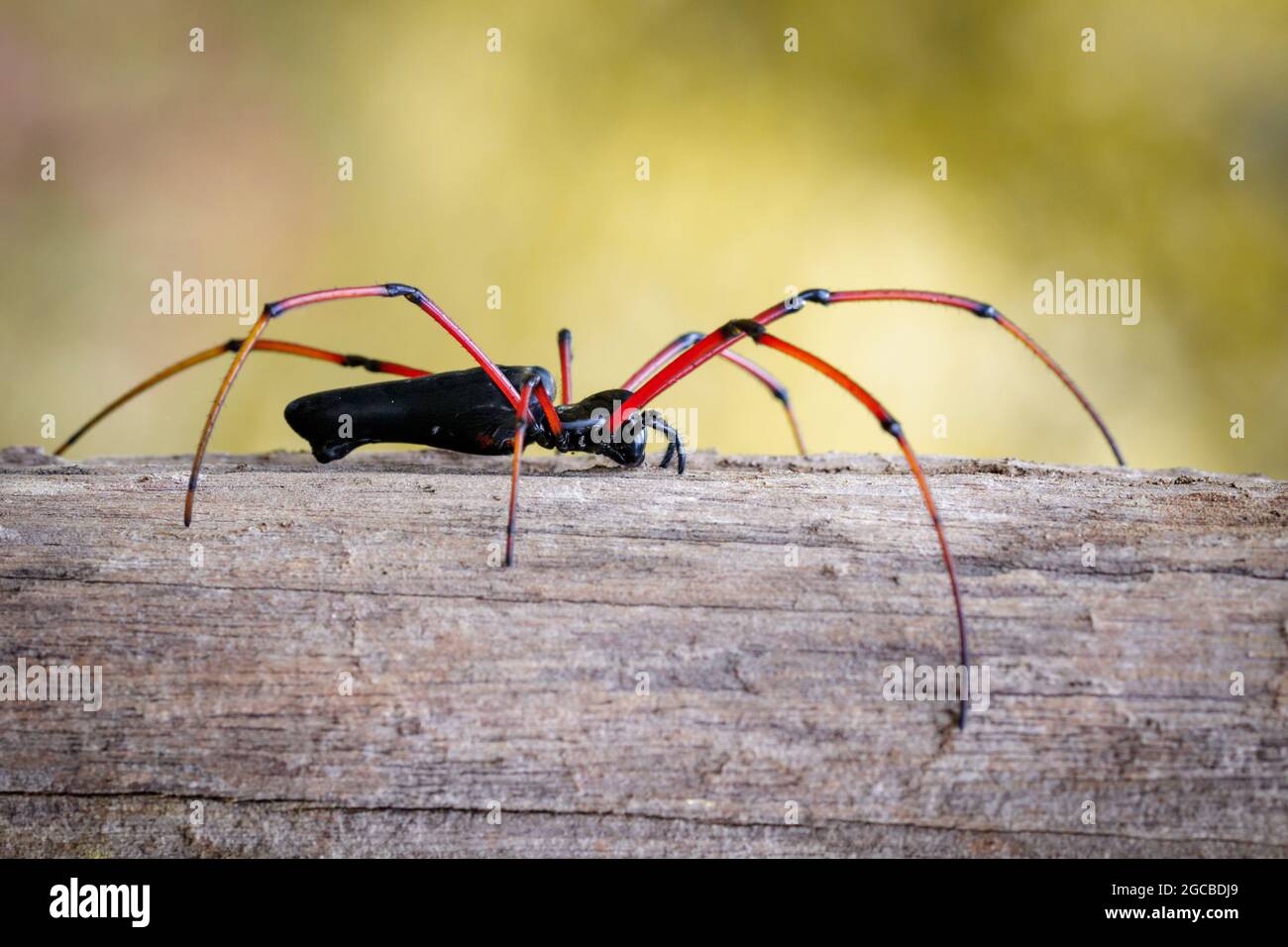 Image of Black Orb-weaver Spider (Nephila kuhlii) on tree. Insect. Animal Stock Photo